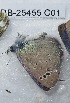  (Glaucopsyche melanops - CCDB-25455 C01)  @12 [ ] Copyright (2016) Zoological Institute of the Russian Academy of Science Zoological Institute of the Russian Academy of Science