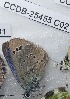  ( - CCDB-25455 C02)  @12 [ ] Copyright (2016) Zoological Institute of the Russian Academy of Science Zoological Institute of the Russian Academy of Science