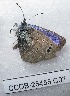  ( - CCDB-25455 C07)  @12 [ ] Copyright (2016) Zoological Institute of the Russian Academy of Science Zoological Institute of the Russian Academy of Science