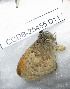  ( - CCDB-25455 D11)  @12 [ ] Copyright (2016) Zoological Institute of the Russian Academy of Science Zoological Institute of the Russian Academy of Science