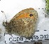  ( - CCDB-25455 D12)  @12 [ ] Copyright (2016) Zoological Institute of the Russian Academy of Science Zoological Institute of the Russian Academy of Science