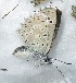  ( - CCDB-25455 E04)  @12 [ ] Copyright (2016) Zoological Institute of the Russian Academy of Science Zoological Institute of the Russian Academy of Science