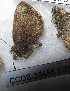  ( - CCDB-25455 E07)  @12 [ ] Copyright (2016) Zoological Institute of the Russian Academy of Science Zoological Institute of the Russian Academy of Science