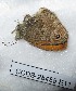  ( - CCDB-25455 E11)  @12 [ ] Copyright (2016) Zoological Institute of the Russian Academy of Science Zoological Institute of the Russian Academy of Science