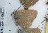  ( - CCDB-25455 H06)  @13 [ ] Copyright (2016) Zoological Institute of the Russian Academy of Science Zoological Institute of the Russian Academy of Science