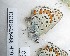  ( - CCDB-25455 H10)  @12 [ ] Copyright (2016) Zoological Institute of the Russian Academy of Science Zoological Institute of the Russian Academy of Science