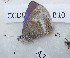  (Itylos - CCDB-25456 B10)  @13 [ ] Copyright (2016) Zoological Institute of the Russian Academy of Science Zoological Institute of the Russian Academy of Science
