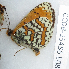  ( - CCDB-25456 E08)  @12 [ ] Copyright (2016) Zoological Institute of the Russian Academy of Science Jerusalem College for Girls