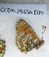  ( - CCDB-25456 E09)  @12 [ ] Copyright (2016) Zoological Institute of the Russian Academy of Science Jerusalem College for Girls
