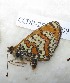  ( - CCDB-25456 F09)  @12 [ ] Copyright (2016) Zoological Institute of the Russian Academy of Science Jerusalem College for Girls
