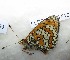  ( - CCDB-25456 F10)  @12 [ ] Copyright (2016) Zoological Institute of the Russian Academy of Science Jerusalem College for Girls