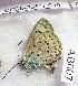  ( - CCDB-23377 C10)  @12 [ ] Copyright (2018) Zoological Institute of the Russian Academy of Science Zoological Institute of the Russian Academy of Science