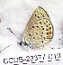  (Rueckbeilia - CCDB-23377 D10)  @11 [ ] Copyright (2018) Zoological Institute of the Russian Academy of Science Zoological Institute of the Russian Academy of Science