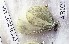  ( - CCDB-23377 E05)  @12 [ ] Copyright (2018) Zoological Institute of the Russian Academy of Science Zoological Institute of the Russian Academy of Science