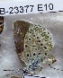  ( - CCDB-23377 E10)  @11 [ ] Copyright (2018) Zoological Institute of the Russian Academy of Science Zoological Institute of the Russian Academy of Science