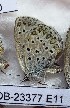  (Kretania patriarchus - CCDB-23377 E11)  @11 [ ] Copyright (2018) Zoological Institute of the Russian Academy of Science Zoological Institute of the Russian Academy of Science
