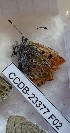  ( - CCDB-23377 F02)  @12 [ ] Copyright (2018) Zoological Institute of the Russian Academy of Science Zoological Institute of the Russian Academy of Science