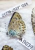  ( - CCDB-23377 G05)  @12 [ ] Copyright (2018) Zoological Institute of the Russian Academy of Science Zoological Institute of the Russian Academy of Science