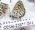  ( - CCDB-23377 G11)  @11 [ ] Copyright (2018) Zoological Institute of the Russian Academy of Science Zoological Institute of the Russian Academy of Science