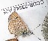  (Afarsia - CCDB-23845 A05)  @11 [ ] Copyright (2018) Zoological Institute of the Russian Academy of Science Zoological Institute of the Russian Academy of Science