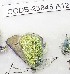  (Pamiria chrysopis - CCDB-23845 A12)  @12 [ ] Copyright (2018) Zoological Institute of the Russian Academy of Science Zoological Institute of the Russian Academy of Science