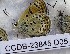  (Hyrcanana pamira - CCDB-23845 D05)  @12 [ ] Copyright (2018) Zoological Institute of the Russian Academy of Science Zoological Institute of the Russian Academy of Science