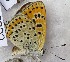  ( - CCDB-23845 F06)  @12 [ ] Copyright (2018) Zoological Institute of the Russian Academy of Science Zoological Institute of the Russian Academy of Science