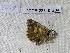 ( - CCDB-23846 G04)  @12 [ ] Copyright (2018) Zoological Institute of the Russian Academy of Science Zoological Institute of the Russian Academy of Science