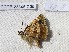  ( - CCDB-23846 G05)  @12 [ ] Copyright (2018) Zoological Institute of the Russian Academy of Science Zoological Institute of the Russian Academy of Science