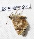  ( - CCDB-23846 G06)  @12 [ ] Copyright (2018) Zoological Institute of the Russian Academy of Science Zoological Institute of the Russian Academy of Science