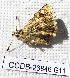  ( - CCDB-23846 G11)  @12 [ ] Copyright (2018) Zoological Institute of the Russian Academy of Science Zoological Institute of the Russian Academy of Science