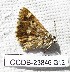  ( - CCDB-23846 G12)  @12 [ ] Copyright (2018) Zoological Institute of the Russian Academy of Science Zoological Institute of the Russian Academy of Science
