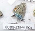  (Cyaniris antiochena - CCDB-23848 G05)  @11 [ ] Copyright (2018) Zoological Institute of the Russian Academy of Science Zoological Institute of the Russian Academy of Science