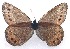  (Oeneis judini - CCDB-23849 A07)  @11 [ ] Copyright (2019) Zoological Institute of the Russian Academy of Science Zoological Institute of the Russian Academy of Science