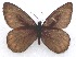 (Oeneis lukhtanovi - CCDB-23849 A09)  @11 [ ] Copyright (2019) Zoological Institute of the Russian Academy of Science Zoological Institute of the Russian Academy of Science