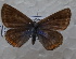  ( - CCDB-25457 B04)  @11 [ ] Copyright (2016) Zoological Institute of the Russian Academy of Science Zoological Institute of the Russian Academy of Science