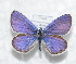  (Kretania argyrognomon - CCDB-25457 B05)  @14 [ ] Copyright (2016) Zoological Institute of the Russian Academy of Science Zoological Institute of the Russian Academy of Science