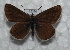  ( - CCDB-25457 B08)  @11 [ ] Copyright (2016) Zoological Institute of the Russian Academy of Science Zoological Institute of the Russian Academy of Science