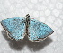 (Agrodiaetus - CCDB-25457 B10)  @11 [ ] Copyright (2016) Zoological Institute of the Russian Academy of Science Zoological Institute of the Russian Academy of Science