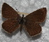  (Agrodiaetus ripartii - CCDB-25457 B12)  @11 [ ] Copyright (2016) Zoological Institute of the Russian Academy of Science Zoological Institute of the Russian Academy of Science