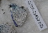  (Everes alcetas - CCDB-25457 E05)  @12 [ ] Copyright (2016) Zoological Institute of the Russian Academy of Science Zoological Institute of the Russian Academy of Science
