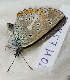  ( - CCDB-25457 H02)  @11 [ ] Copyright (2016) Zoological Institute of the Russian Academy of Science Zoological Institute of the Russian Academy of Science