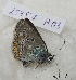  ( - CCDB-25457 H03)  @11 [ ] Copyright (2016) Zoological Institute of the Russian Academy of Science Zoological Institute of the Russian Academy of Science