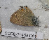  (Satyrium persica - CCDB-25458 B01)  @12 [ ] Copyright (2016) Zoological Institute of the Russian Academy of Science Zoological Institute of the Russian Academy of Science