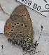  ( - CCDB-25458 B09)  @11 [ ] Copyright (2016) Zoological Institute of the Russian Academy of Science Zoological Institute of the Russian Academy of Science