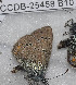  ( - CCDB-25458 B10)  @11 [ ] Copyright (2016) Zoological Institute of the Russian Academy of Science Zoological Institute of the Russian Academy of Science