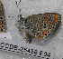  ( - CCDB-25458 E04)  @12 [ ] Copyright (2016) Zoological Institute of the Russian Academy of Science Zoological Institute of the Russian Academy of Science
