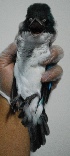  ( - UPD15)  @14 [ ] Copyright (2010) A. Luczon 2010 Unspecified