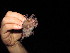  ( - 20120714_5)  @11 [ ] CreativeCommons - Attribution Non-Commercial  Unspecified Smithonian Tropical Institute