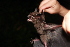  ( - 20130817_528)  @11 [ ] CreativeCommons - Attribution Non-Commercial  Unspecified Smithonian Tropical Institute